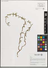 Foto von Salix L.